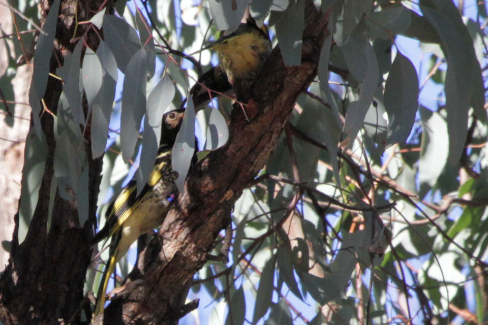 Regent Honeyeater (Anthochaera phrygia)